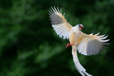 白化藍鵲